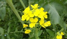 四年级日记：夏游_400字