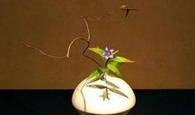 关于善良的作文：善良是生命中最美丽的花朵_650字