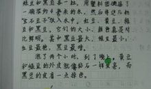 四年级日记：绿豆娃娃变豆芽_500字