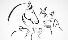 关于马的作文：兔子和马_500字