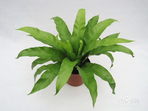 山苏花_650字