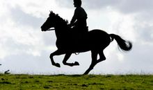 关于马的作文：马，我为你哭泣_500字