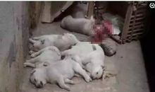 动物，也有感情_1200字