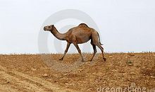 关于马的作文：沙漠里的小红马_700字