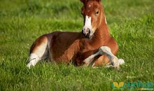 关于马的作文：马，人类无言的朋友_1200字