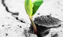 种下一粒种子_500字