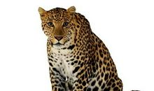 金钱豹历险记_500字