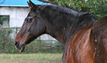 关于马的作文：读《战马》有感_600字