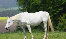 关于马的作文：大鸭子和骏马_500字