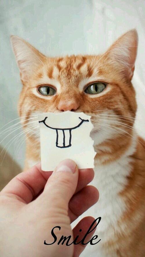 Kitten_200字