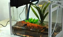 三年级日记：“乌龟脱缸”_700字