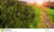 夏天的早晨2_350字