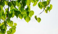 绿色的夏天_300字