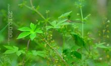 初夏的味道_200字