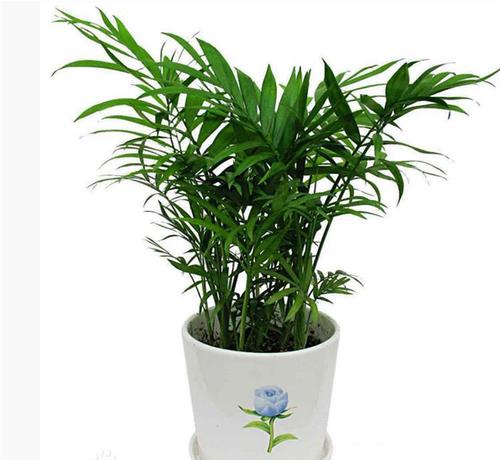 优美的植物段落：美丽的植物段落_650字