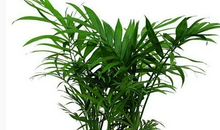 植物优美段落：漂亮的植物段落_650字