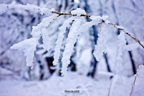 关于雪的作文：雪花读物_700字