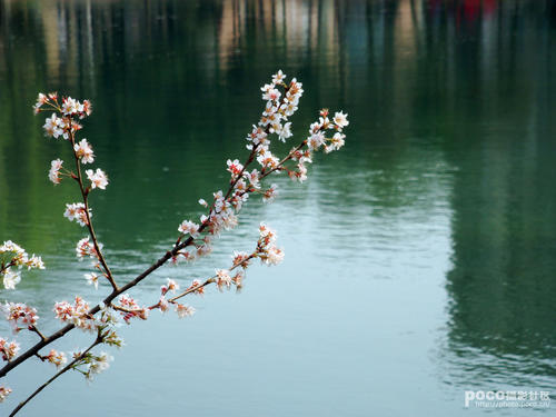 风吹起了湖水的皱纹_900字