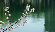 风乍起，吹皱一湖春水_900字