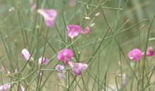 五月有奖征文：不败女人花_1500字