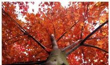 五月有奖征文：亲爱的妈妈_1200字