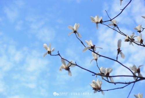 雪花是一朵凋谢的花朵_500个单词