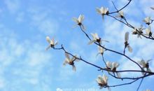 雪花是凋零的花朵_500字