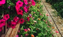 花开半夏_1000字