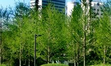 《春》续写_50字