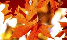 秋天好段好句：绚丽多彩的枫叶_1200字