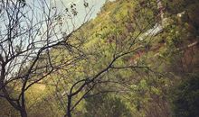 秋天好段好句：落叶凋零，枯枝败柳_900字