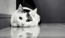 我最喜欢的动物-小狗_300字