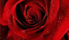 感人的10个经典教育故事之永不凋谢的玫瑰