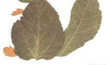 生命画一片树叶