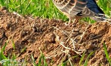 美丽的斑鸠_1200字