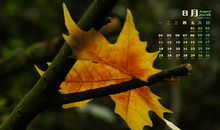 秋天好段好句：秋天带着落叶_650字