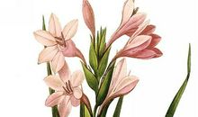 花之陨落与重生_300字