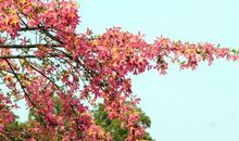 [小升初征文]茉莉纷飞，最美的季节_900字