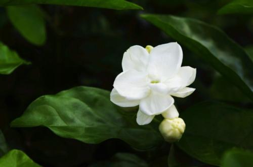 茉莉花500字