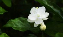 茉莉花_500字
