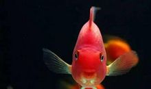 鹦鹉鱼的爱_750字