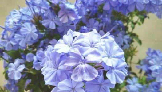 种花_750字
