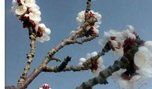 窗外的杏树_650字