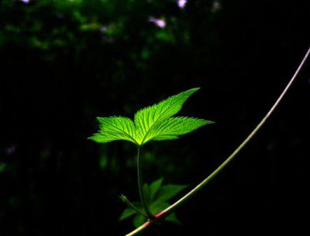 绿叶对根的喜爱_450个单词