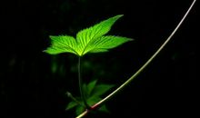 绿叶对根的情意_450字