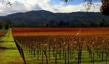 精彩的秋游_550字