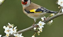 三年级续写改写扩写：续写《老人和鸟》_400字