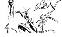 新《螳螂捕蝉，黄雀在后》_650字