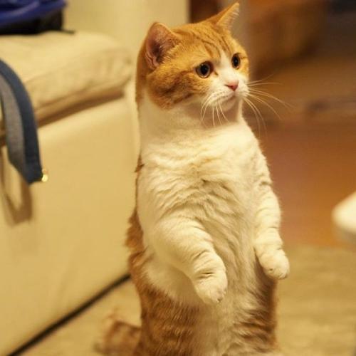 优美的动物段落：“酷猫”段落_550字