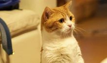 动物优美段落：“酷猫”段落_550字